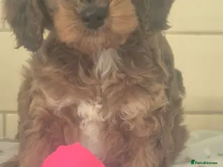 Cockapoo dogs F1 SHOW extensively health tested cockerpoo - Advert 13