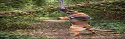 Belgian Shepherd Dog dogs for sale: 9 month old male Belgian Shepard Malinois  - Advert 20