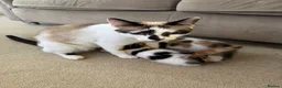 Mixed Breed cats for sale: Beautiful Calico and bicolour Kittens!! - Advert 6