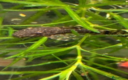 Plecos fish for sale: Bristle nose pleco juvenile  - Image 2