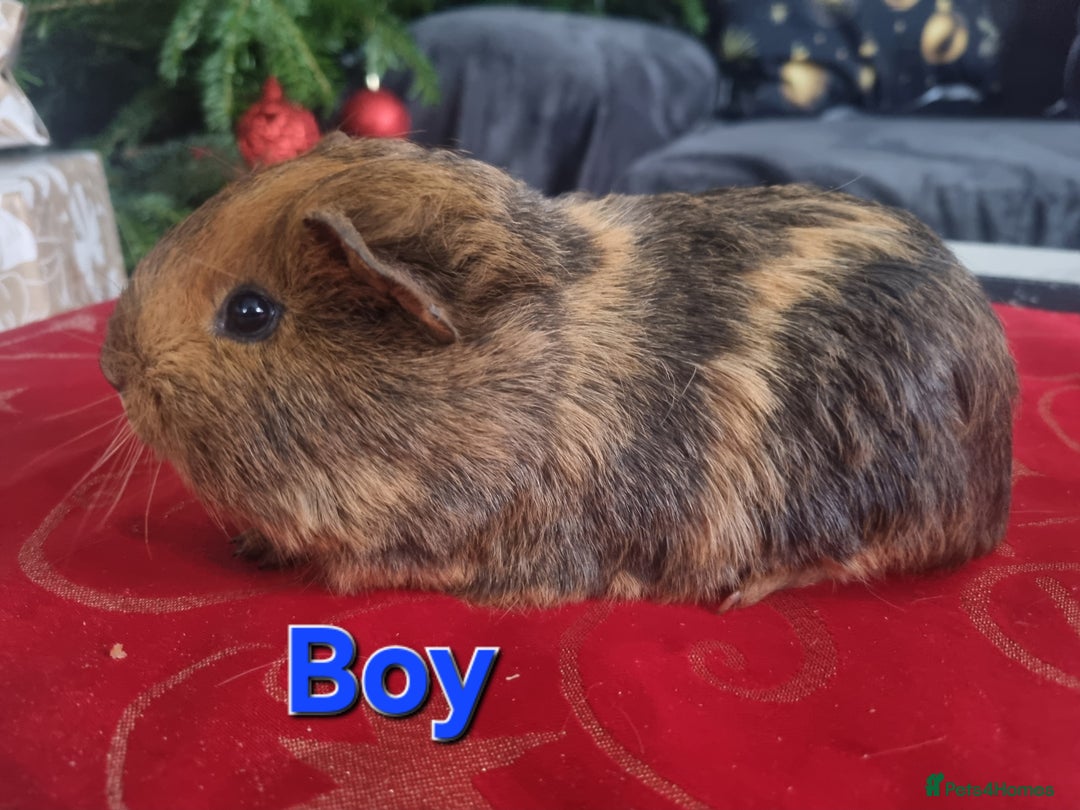 Guinea Pig rodents for sale: Guinea pigs for sale £25 each  - Advert 5