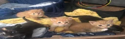 Mixed Breed cats for sale: Kittens for sale - Advert 11