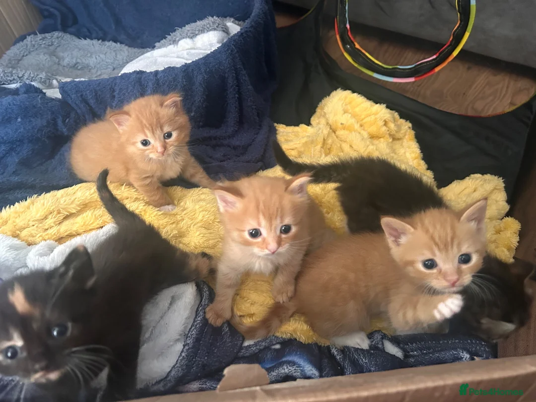 Mixed Breed cats for sale: Kittens for sale - Advert 11