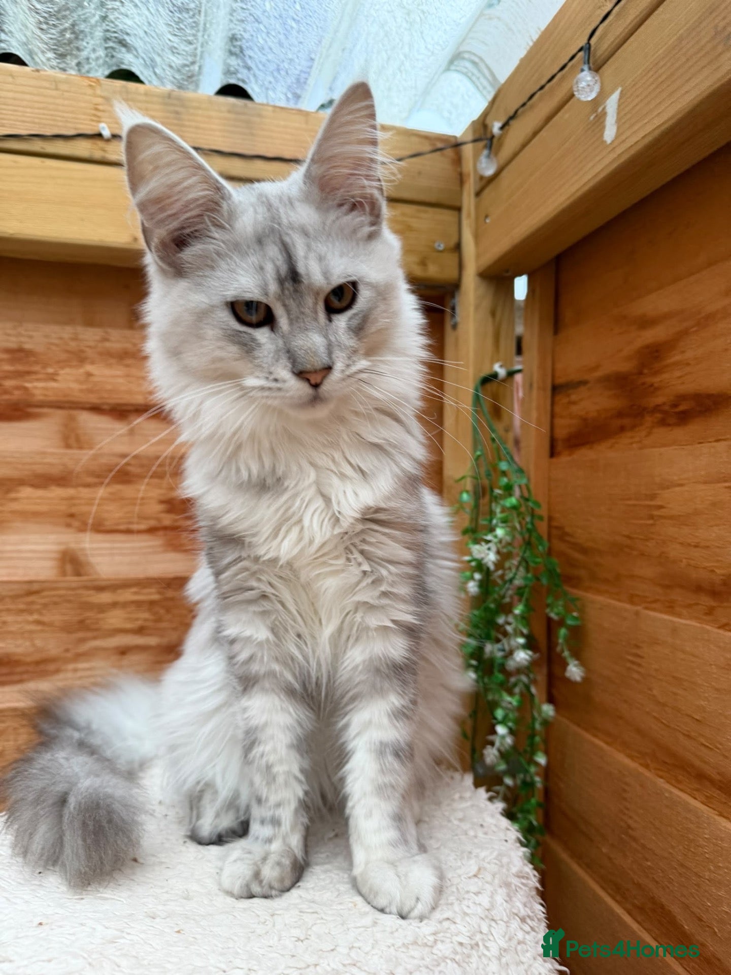 Maine Coon cats BLUE SILVER SHADED TICA REGISTERED  - Advert 6