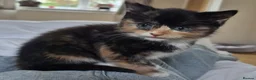 British Shorthair cats for sale: 16 week old female kittens  in Bristol - Advert 10
