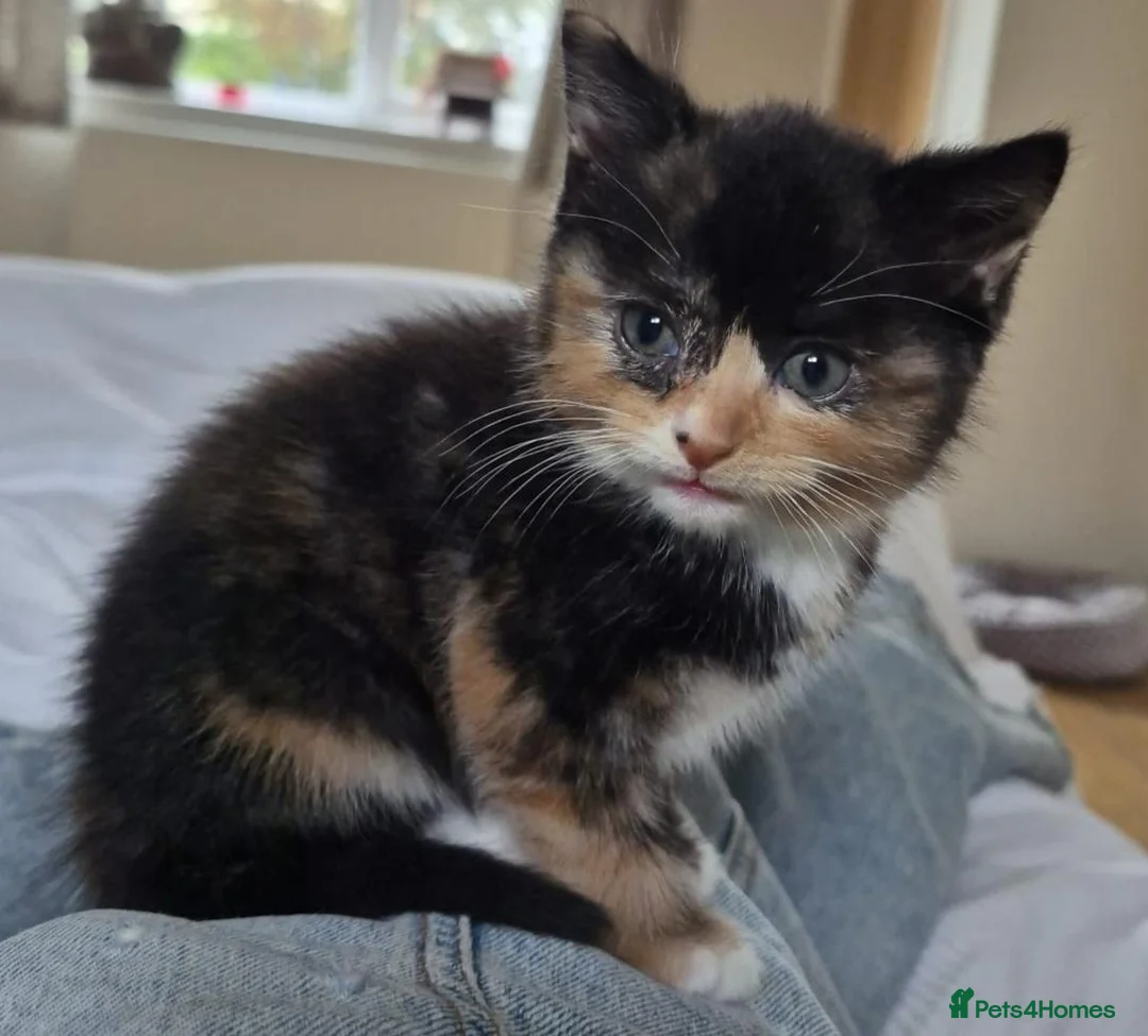 British Shorthair cats for sale: 16 week old female kittens  in Bristol - Advert 10