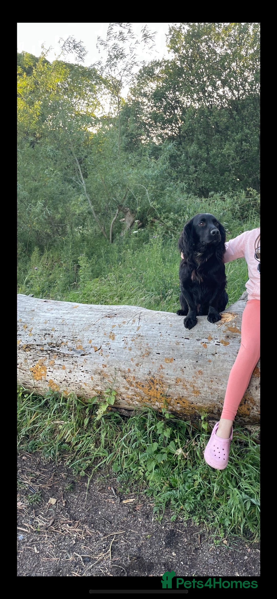 Cocker Spaniel dogs for sale: 2 cocker spaniels  - Image 1