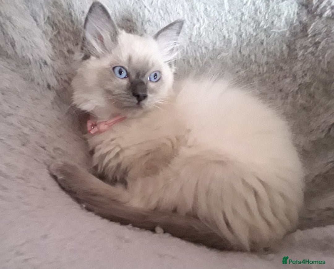 Ragdoll cats for sale: Gorgeous ,confident ragdolls stunning  - Image 5