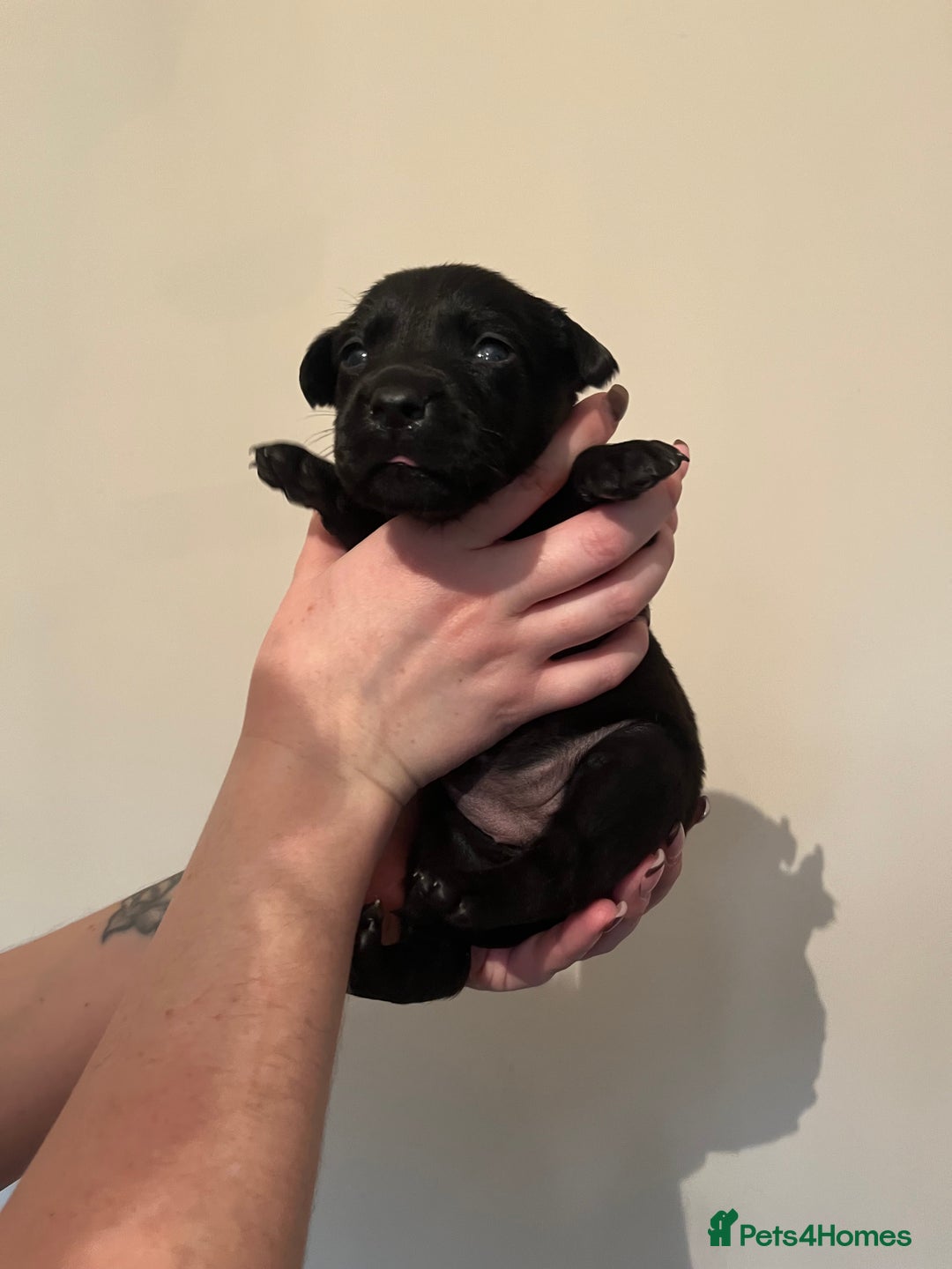 Labrador Retriever dogs for sale: Labrador Puppies - Advert 26