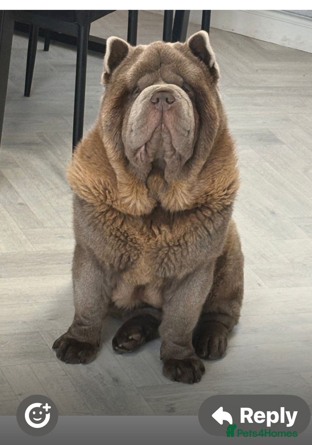 Chow Chow dogs for sale: Chow chow pups SMOOTH and FlUFFY coats  - Advert 12