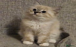 Ragdoll cats for sale: Stunning registered seal tabby ragdoll GC lines - Image 16