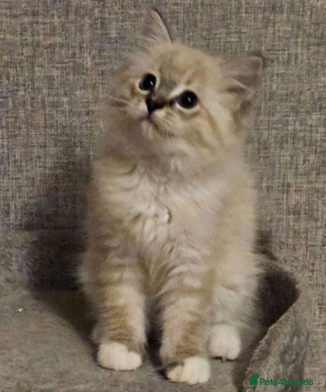 Ragdoll cats for sale: Stunning registered seal tabby ragdoll GC lines - Image 16