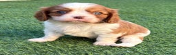 Cavalier King Charles Spaniel dogs for stud: Fully health tested Chocolate&Tan Cavalier  Stud in Havant - Advert 7