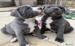 Staffordshire Bull Terrier dogs for sale: Perfect Pure Staffordshire Bull Terrier Puppies - Image 1