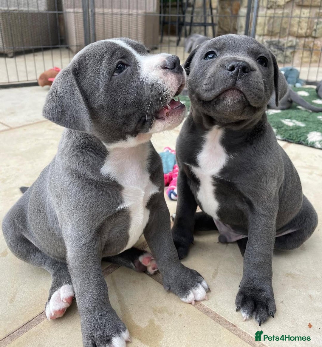 Staffordshire Bull Terrier dogs for sale: Perfect Pure Staffordshire Bull Terrier Puppies - Image 1
