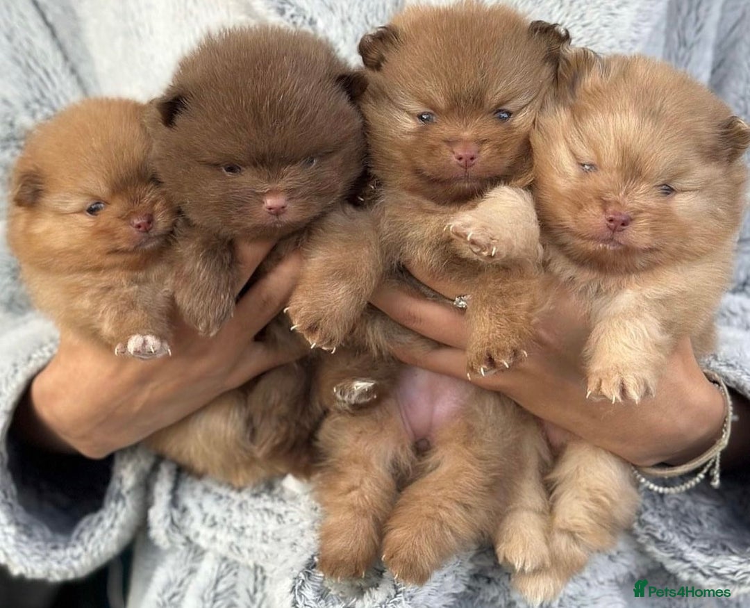 Pomeranian dogs for stud: Russian & Taiwanese  Pomeranian stud chiao li ya in Willenhall - Image 7