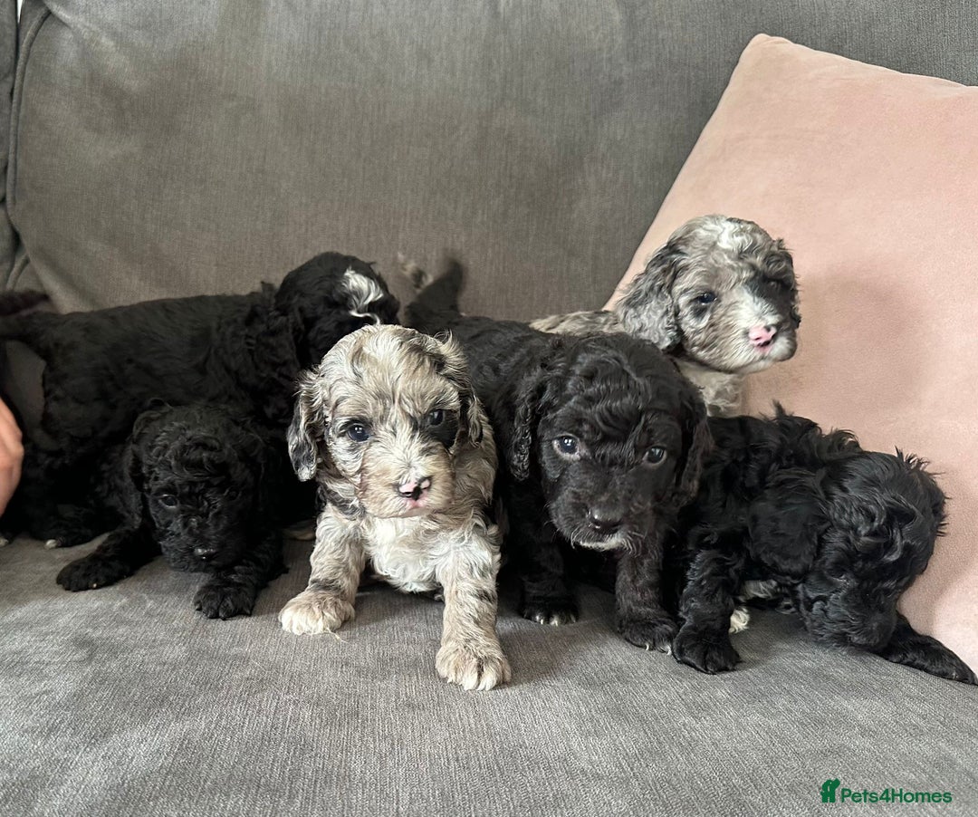Cockapoo dogs for sale: Cockapoos  - Image 11