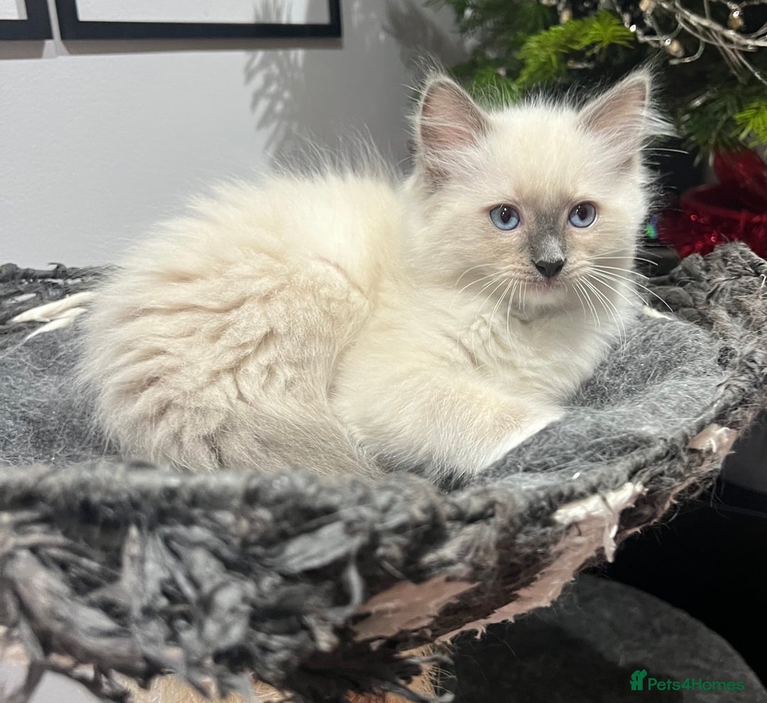 Ragdoll cats for sale: 3 Ragdoll kittens  - Advert 24