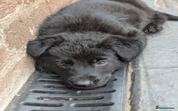 German Shepherd dogs for sale: Gorgeous German Shepherd Puppies - Image 21