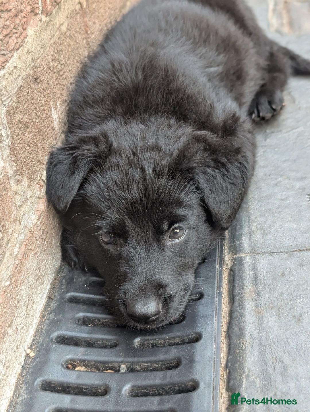 German Shepherd dogs for sale: Gorgeous German Shepherd Puppies - Image 21
