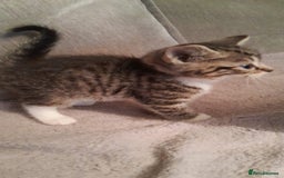 Mixed Breed cats for sale: Stunning British short hair x - Advert 16