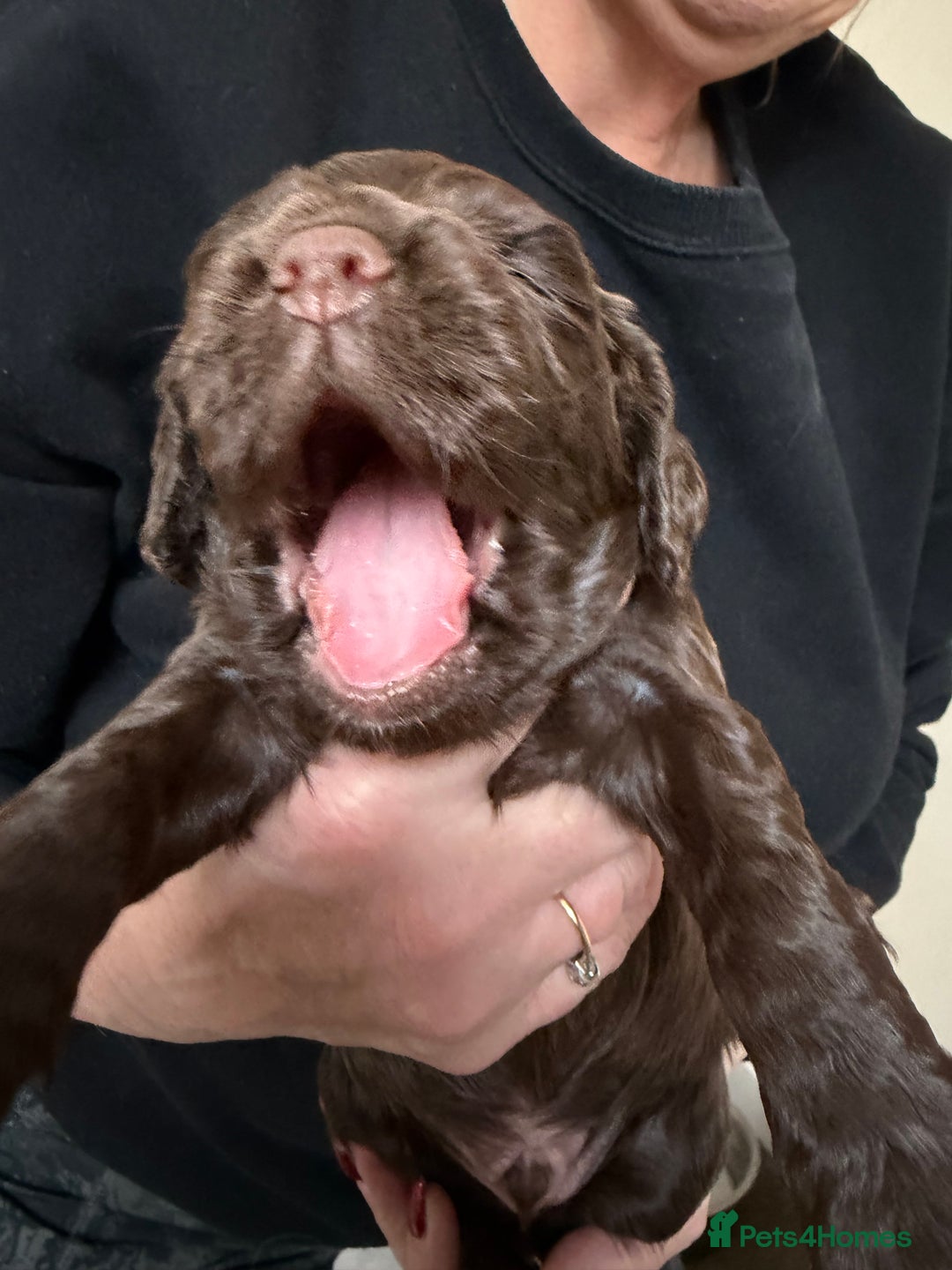 Cocker Spaniel dogs for sale: Working cocker spaniel puppies  - Advert 5