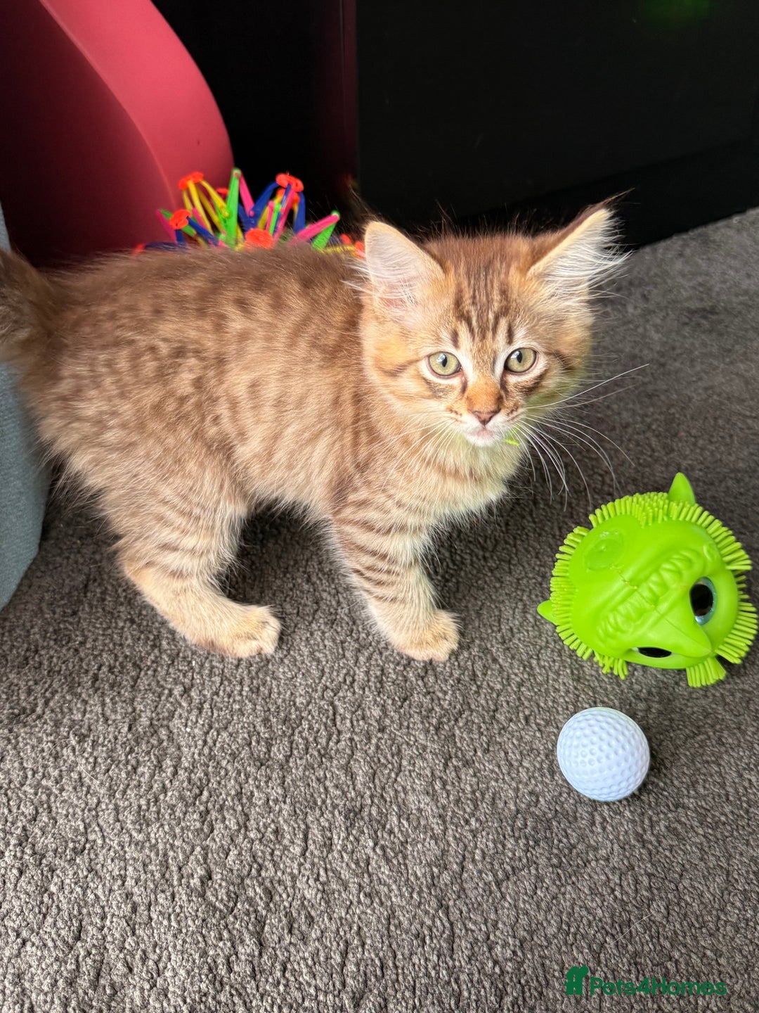 Ragdoll cats for sale: RARE full RAGDOLL BABYS  - Image 32