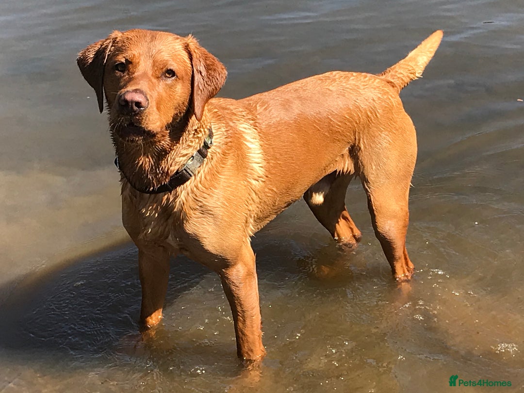 Labrador Retriever dogs for stud: Proven Fox Red Labrador for stud in Lewes - Image 4
