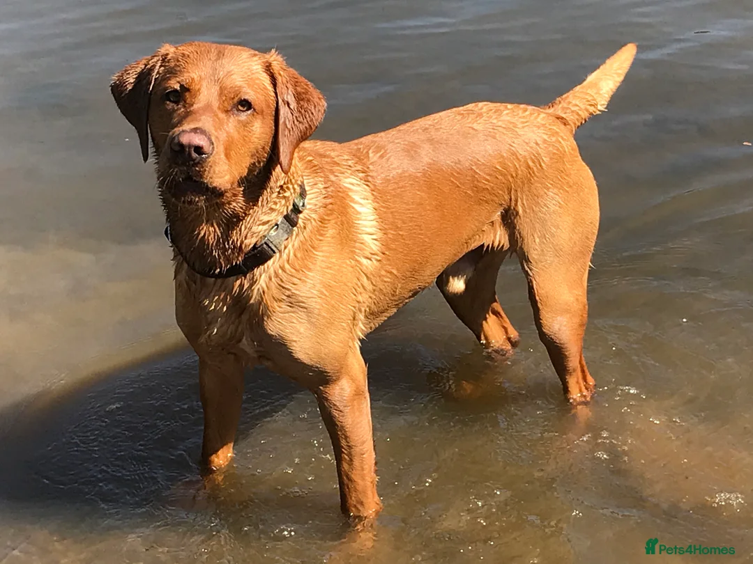 Labrador Retriever dogs for stud: Proven Fox Red Labrador for stud in Lewes - Advert 4