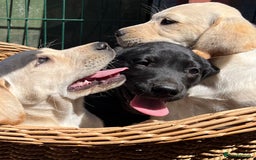 Labrador Retriever dogs for sale: Labrador Pups Chunky traditional type 1 girl left in Barrow-upon-Humber - Image 31