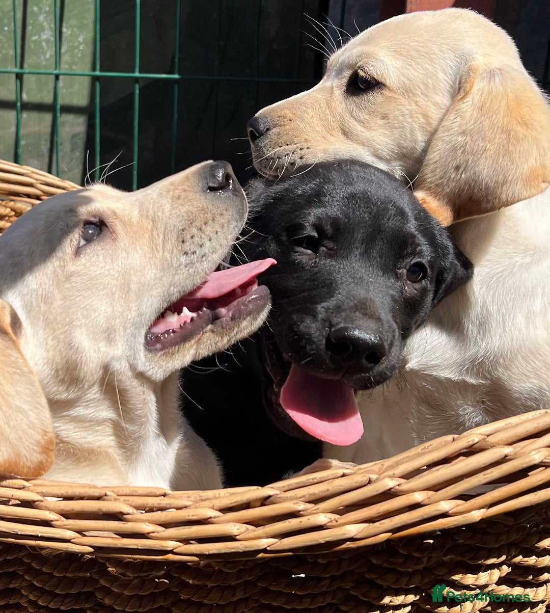 Labrador Retriever dogs for sale: Labrador Pups Chunky traditional type 1 girl left in Barrow-upon-Humber - Image 31