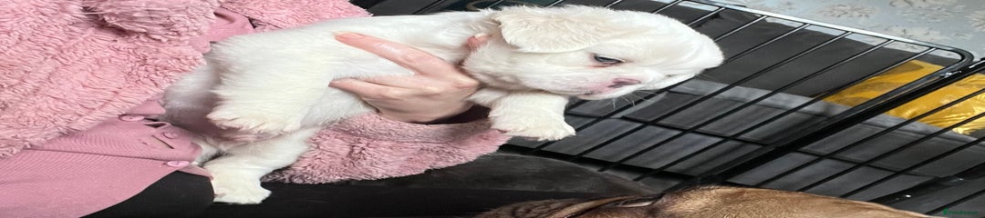 French Bulldog Puppy 1