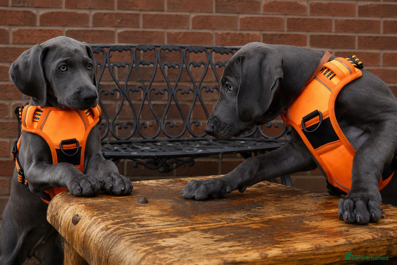 Weimaraner dogs KC Reg Weimaraner Puppies Silver & Blue - Advert 1