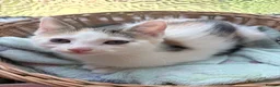 Mixed Breed cats for sale: Beautiful Kittens looking for Forever Homes 🐾 - Advert 4