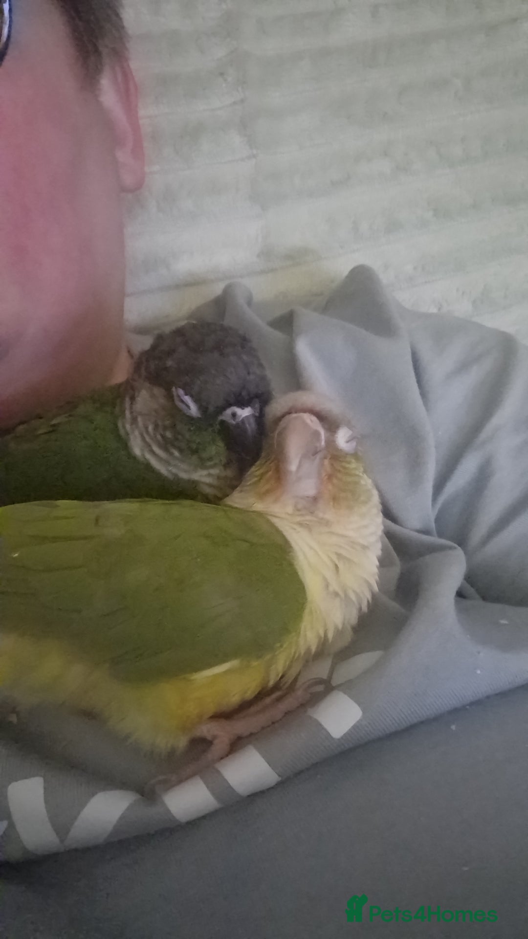 Conures birds for sale: Female conure 5 Months Old - Advert 14