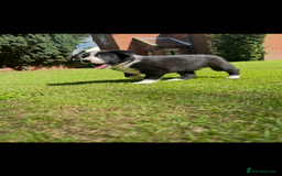 Border Collie dogs for sale: Gorgeous Border Collie Puppies  - Image 2