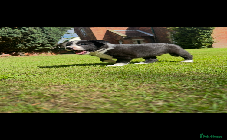 Border Collie dogs - Advert 1