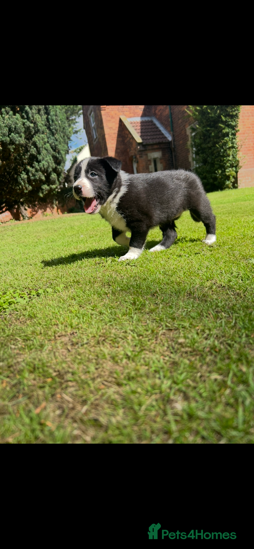 Border Collie dogs for sale: Gorgeous Border Collie Puppies  - Image 2