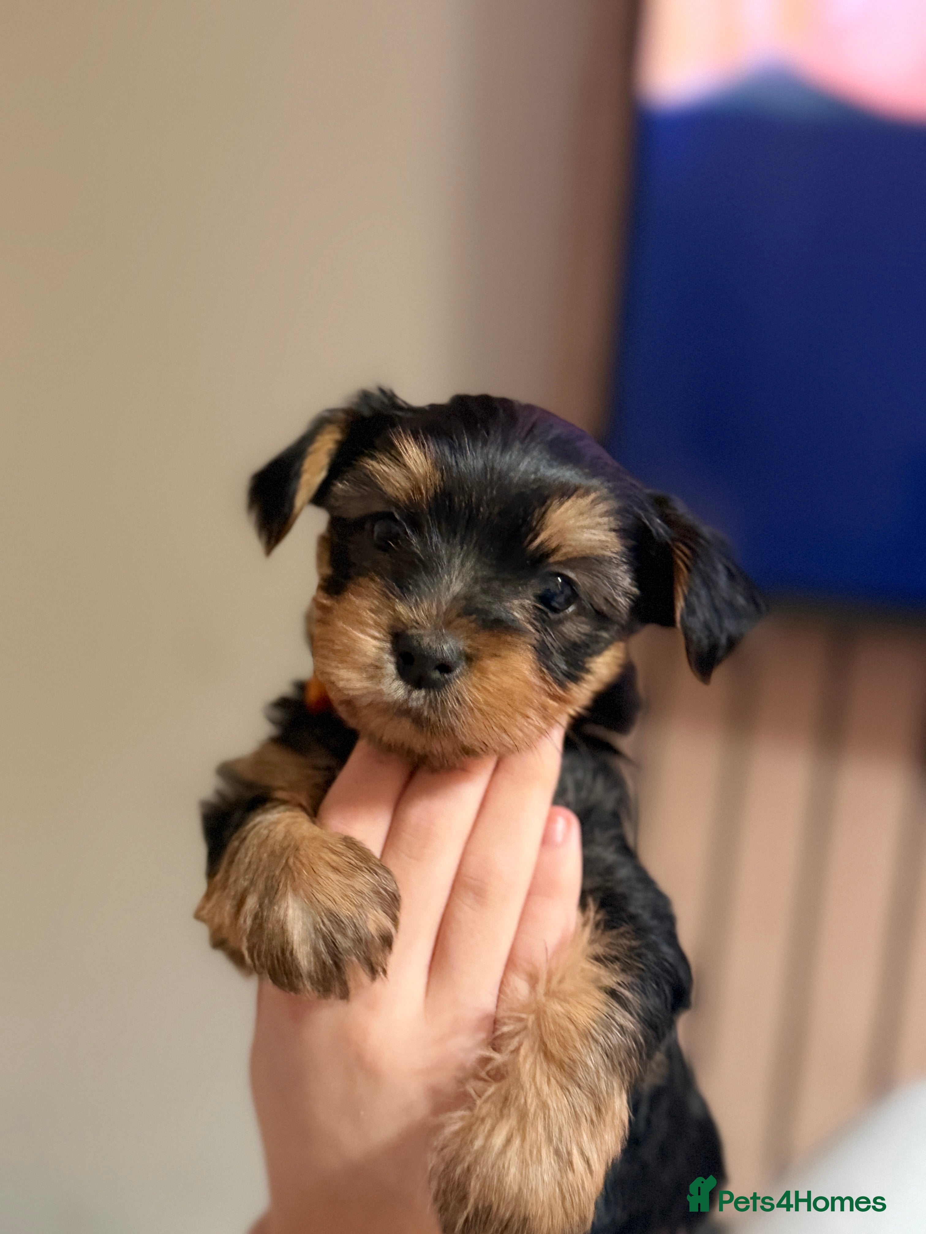 Yorkshire Terrier dogs Yorkshire terrier puppies only 2 boys left  - Advert 1