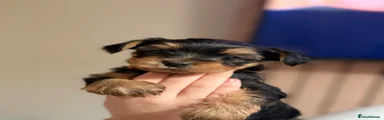 Yorkshire Terrier Puppy 1