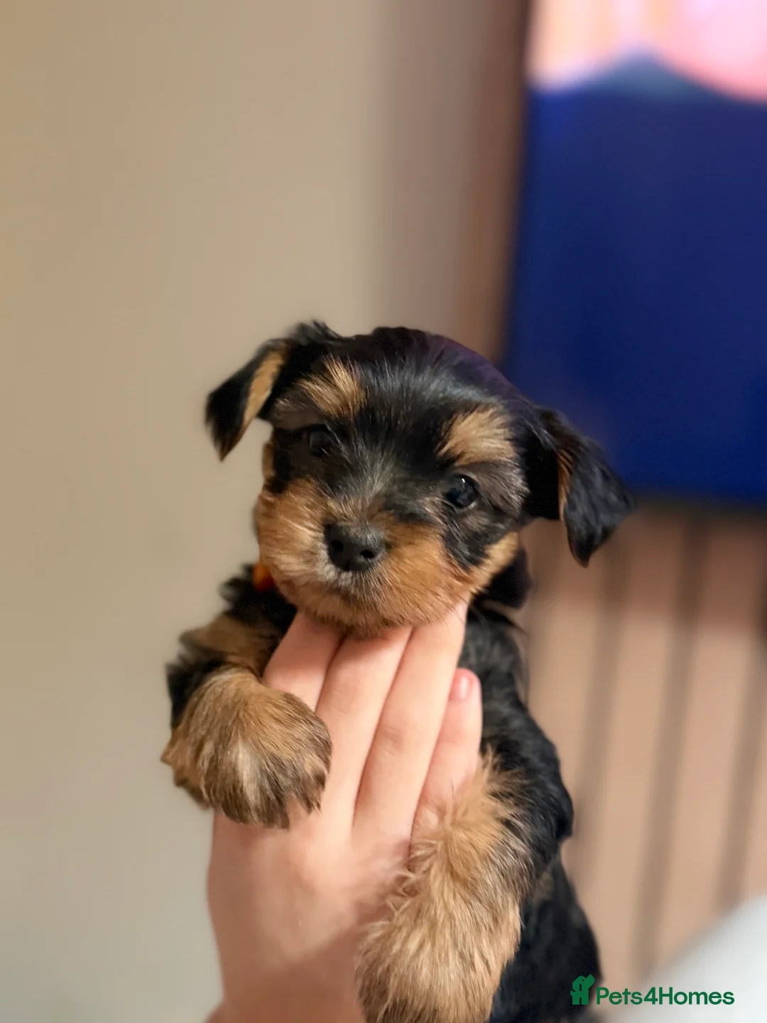 Yorkshire Terrier dogs for sale: Yorkshire terrier puppies 2 boys and 1 girl left  - Advert 1