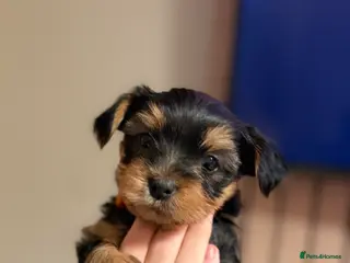 Yorkshire Terrier dogs Yorkshire terrier puppies only 2 boys left - Advert 1