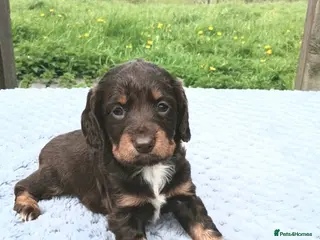 Sprocker dogs 3 springer x cocker spaniel puppies - Advert 7