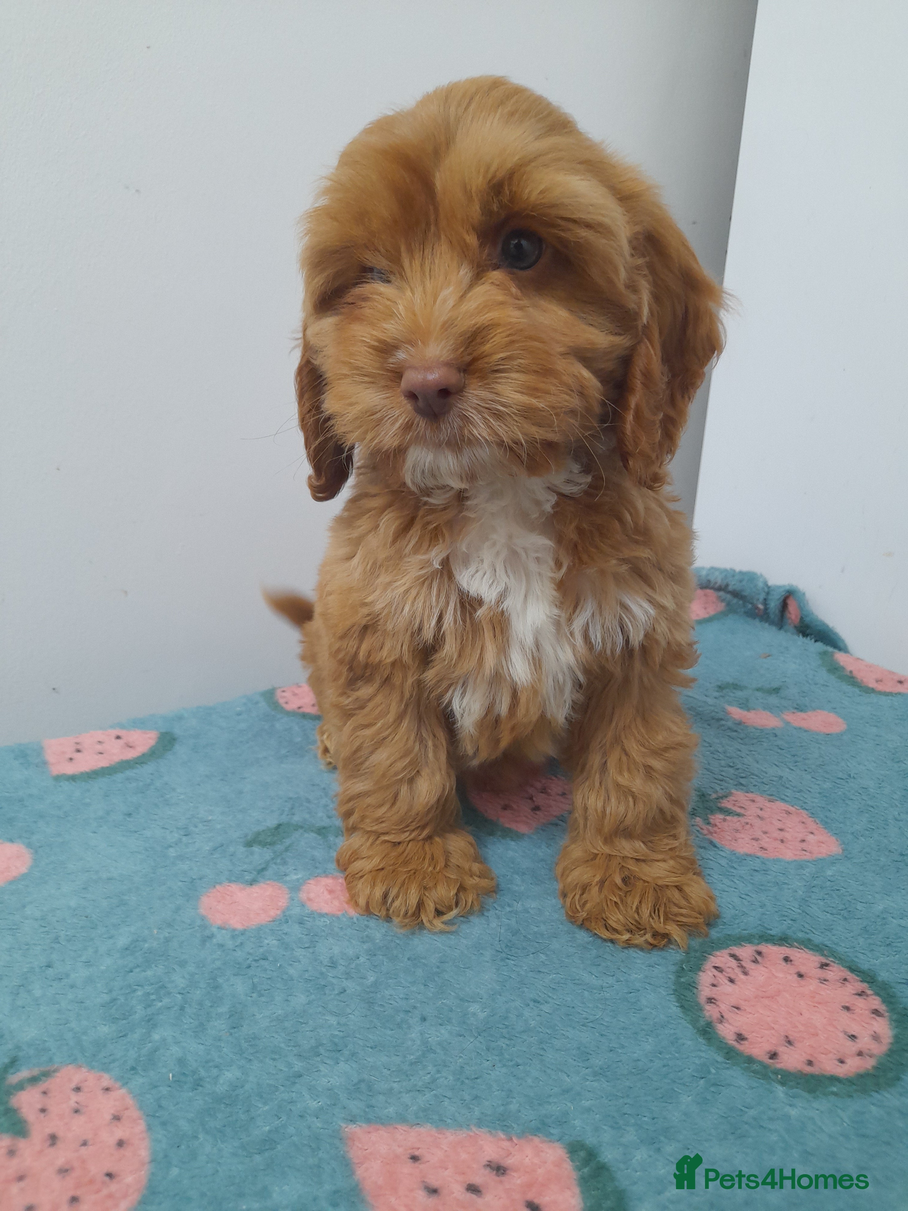 Cockapoo dogs Beautiful cockapoo puppies ready now - Advert 18