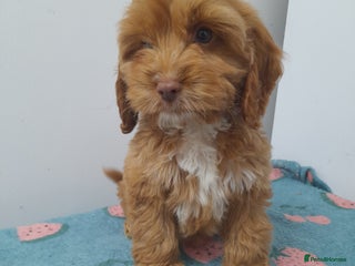 Cockapoo dogs Beautiful cockapoo puppies ready now - Advert 18