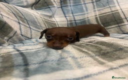 Miniature Dachshund dogs for sale: KC registered miniature dachshund For sale  - Image 7