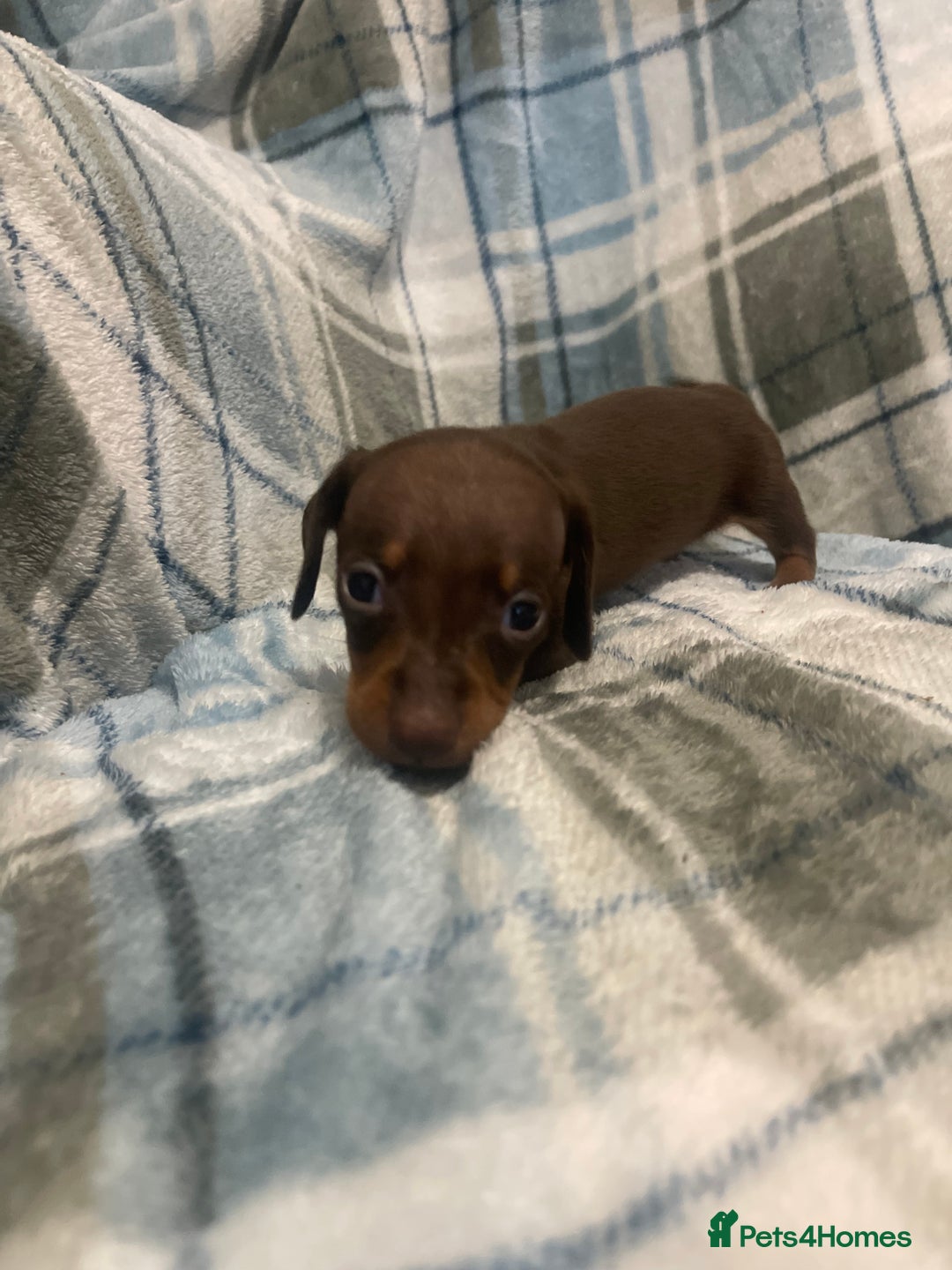 Miniature Dachshund dogs for sale: KC registered miniature dachshund For sale  - Image 7