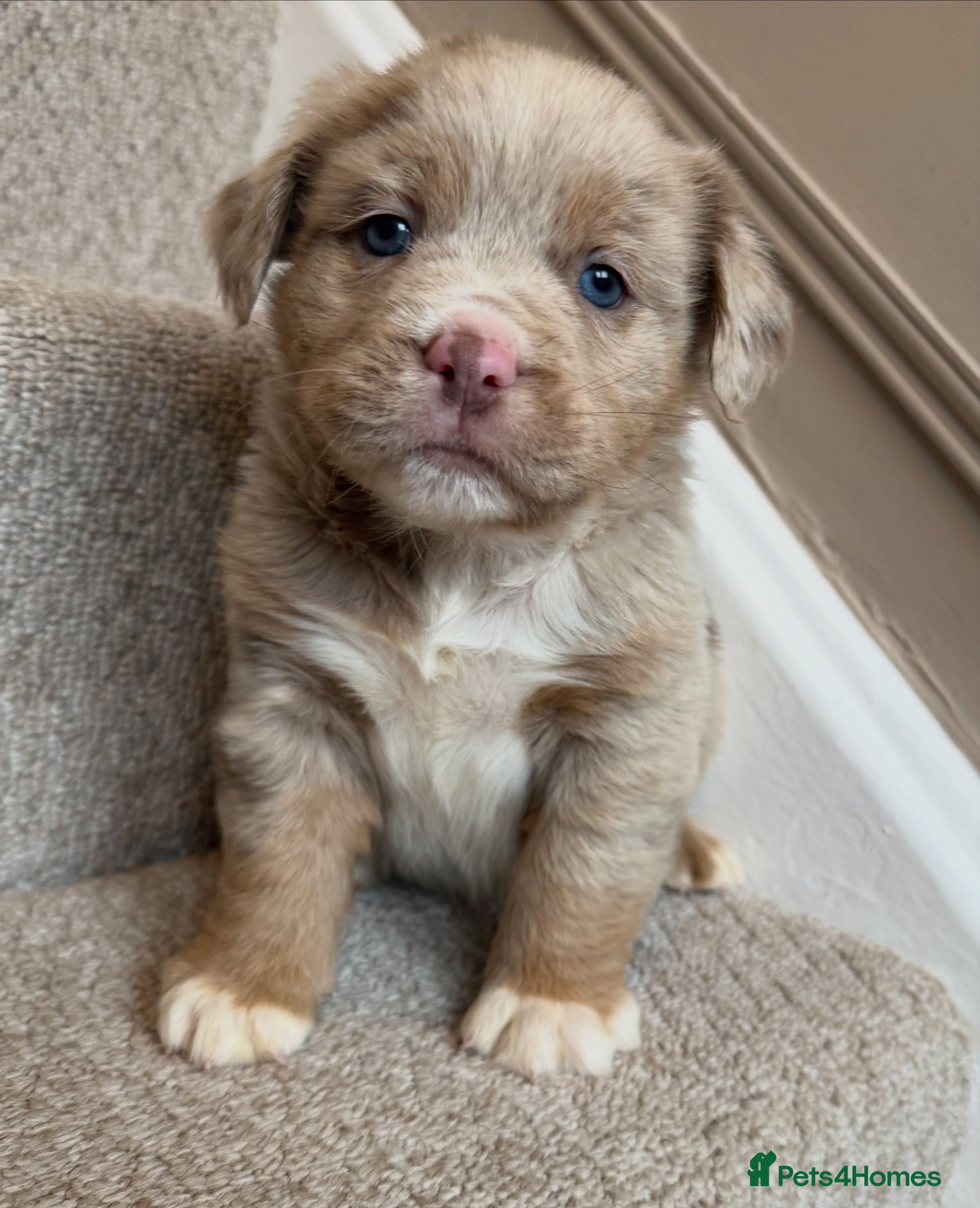 Olde English Bulldogge dogs OUTSTANDING FLUFFY OLDE ENGLISH BULLDOG PUPPIES - Advert 5