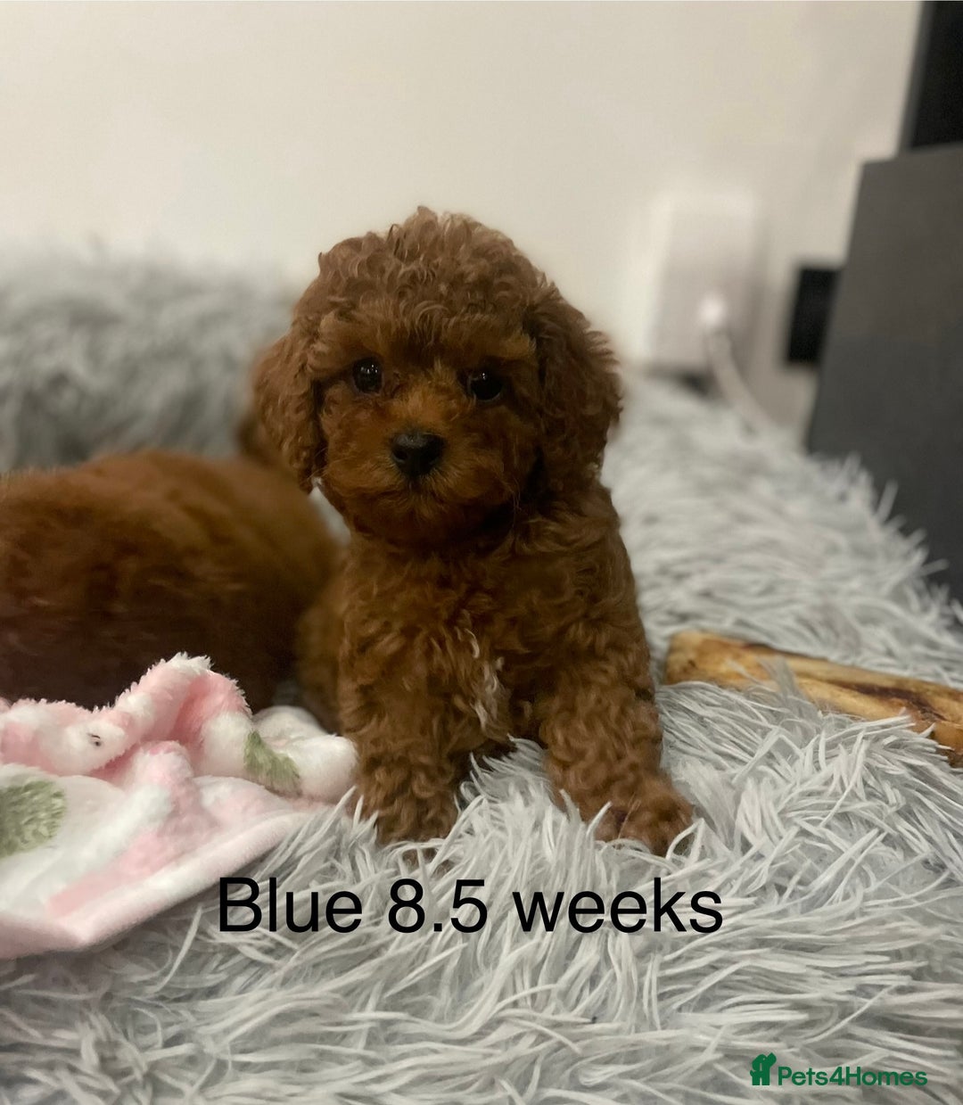 Toy Poodle dogs for sale: Asian Toy Poodle Puppies  - Image 4