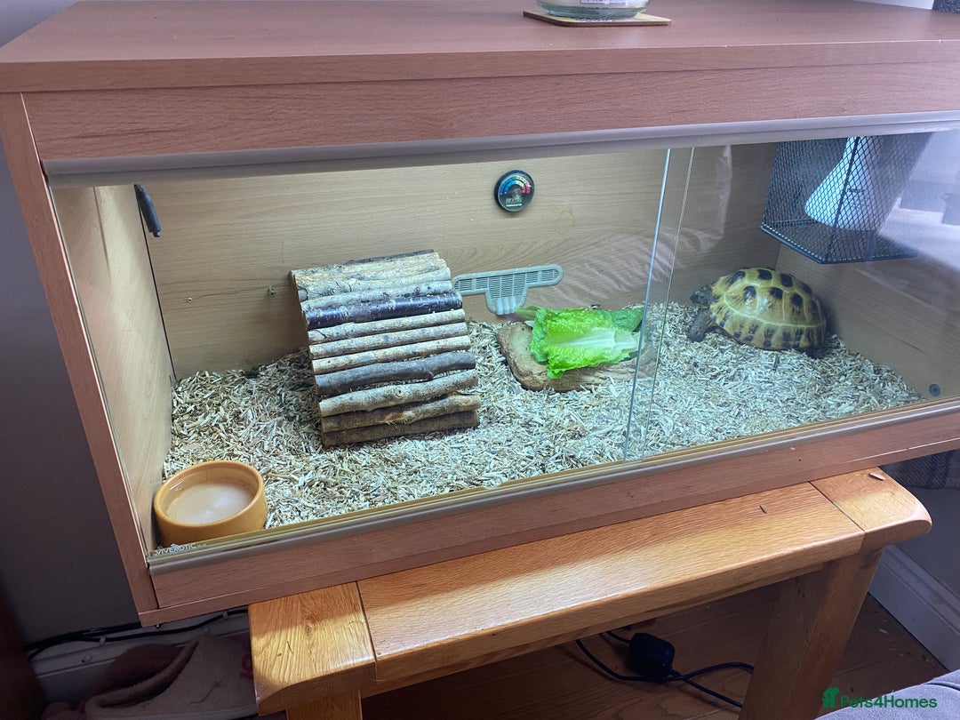 Tortoise reptiles for sale:  Horsefield Tortoise and Full Vivarium Set Up  - Image 2